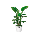 brussels rond wielen 47cm wit